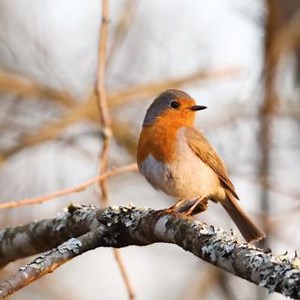 Découvrez le magnifique chant du rouge-gorge! 🎼🎶 Saviez-vous que contrairement à la plupart des autres espèces d’oiseaux chanteurs, les femelles rouges-gorges chantent également? Leur chant ressemble à celui des mâles, mais il est légèrement plus court et plus doux. 👂🎶 Écoutez attentivement le chant des oiseaux dans votre jardin ou dans les parcs. Apprenez à reconnaitre les sons mélodieux et apaisants que produit cet oiseau splendide. Vous souhaitez en savoir plus sur le rouge-gorge? 👉Consu