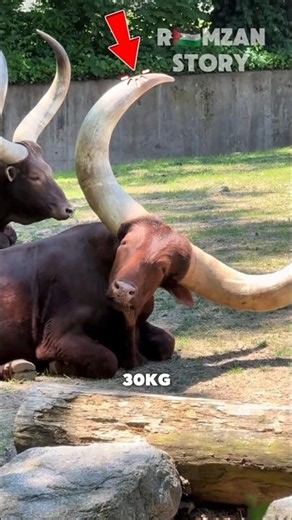 The Secret Behind Giant Cow Horns🤯