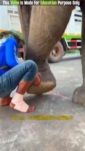 The Elephant Leg Pain 😨| New Viral Gadgets, Smart Appliances, Kitchen Utensils/ Home Inventions