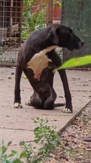 TOBI’S STORY #rescue #adoptstrays #adopteddog #rescuedog #puppy #rescueefforts #shelterdog #rescue