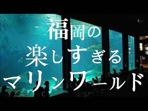 [Fukuoka's Fun Marine World] Marine World Umi no Nakamichi Aquarium Fukuoka Tourism Marine World ...
