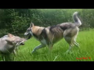 Wild Wolf Life Mating And Giving Birth Sucess