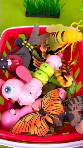 Insects Box: Grasshoppers, Dragon Fly, Fly, Tarantula, Butterfly, Bee 🐝