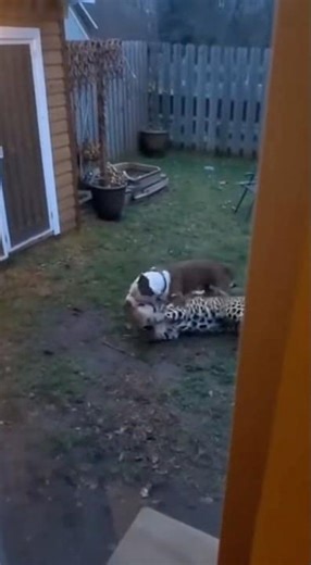 Massive Jaguar Jumps from Shed Roof — Pit Bull Intercepts! #dog #pitbull #jaguar #wildanimals