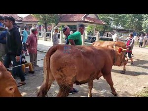 SAPI LUCU ANAK ANAK TERNAK SAPI LIMOSIN SAPI TURUN TRUK SAPI PEDET SIMENTAL SUPER