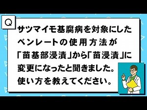 【農薬Q&A】 サツマイモ基腐病を対象にしたベンレート水和剤の使用方法が、「苗基部浸漬」から「苗浸漬」に変更になったと聞きました。使い方を教えてください。