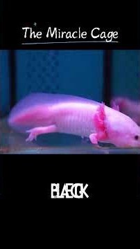 When Science Rap Meets Visual Art: An Immersive Music Video on the Axolotl's Tragedy#originalsong