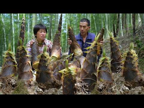 Over 1000kg bamboo shoots dug, grandma sun-dried two kinds, wild mountain delicacy