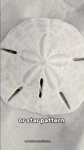 Sand Dollar: The Sea’s Hidden Treasure 🌊✨ #sanddollar