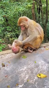 Get up baby 💖🌿 #baby #NewsUpdate #monkey #Very #reels #Leo #newborn #cute #milkyway #crying | Monkey history 2024