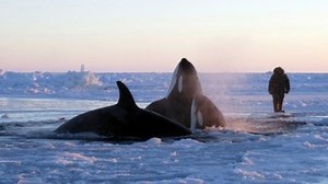 Killer whales trapped in Canada's frozen Hudson Bay