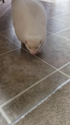 Gus the Skunk 🦨 I'm the best there is, plain and simple...😂😂😂
