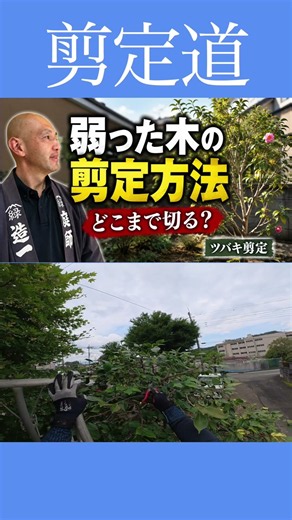 弱った庭木の剪定 どこまで切っていいの？【ツバキ】 #庭木の管理 #庭作業 #剪定方法 #切り戻し #庭木の手入れ #庭木の剪定 #弱っている木 #ツバキ #初心者