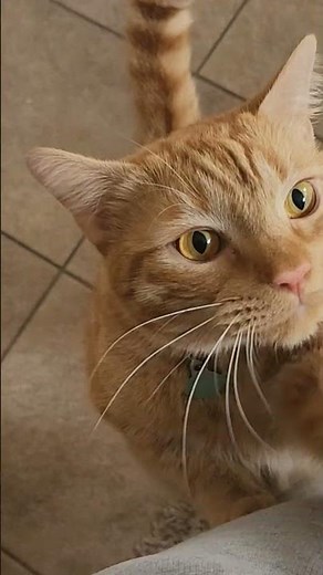 Cheer up Sleepy Jean #cutecats #Monkees #music #orangetabby