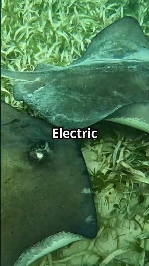 Electric Ray Nature's Shockwave!