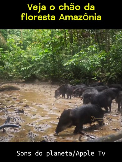 Documentário sobre a Amazônia e sua Vida Silvestre