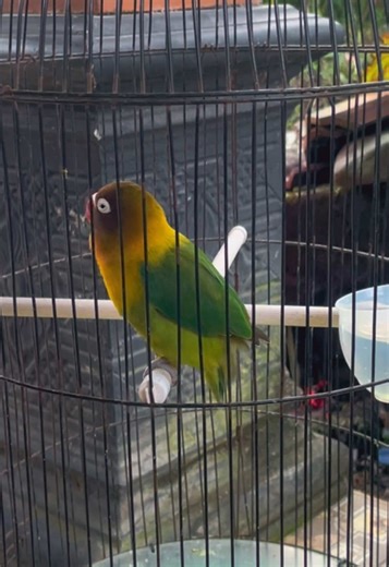 Lovebird Care and Training Tips for Enthusiasts