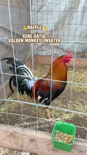Message us for more details #gamefarm #gamefowl | games