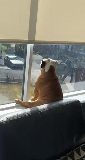 I can sleep in every position 😴 #englishbulldog #dogs #dogsoftiktok