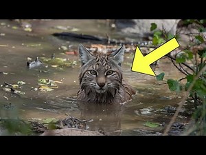 Bobcat fought for hours for his life. Look who came to his rescue