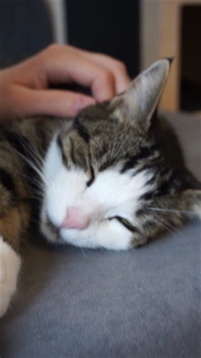 Mury is helping in the home office 🙂 | Samy & Mury