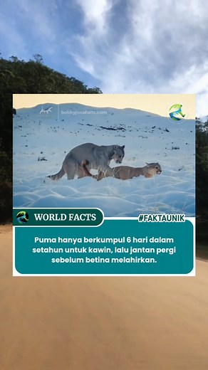 World Facts on TikTok