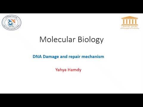Molecular Biology lecture 6 (DNA damage and Repairing systems)