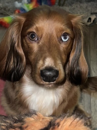 Cocker Spaniel Dachshund Mix: A Unique Pup with Style
