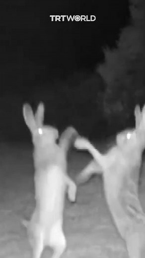 Fight between two angry rabbits caught on trap camera
