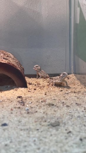 Exploring a Baby Lizard in Its Natural Terrarium Habitat