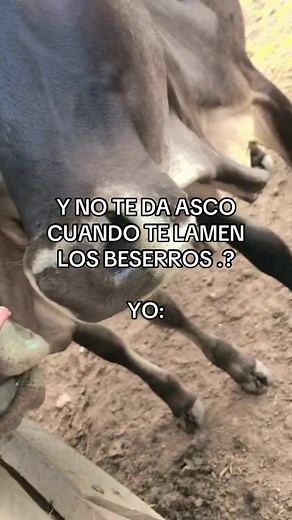 Enjoying a Calm Moment with a Friendly Cow