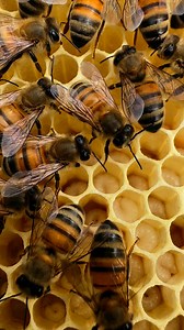 18K views · 840 reactions | Honeybee larvae are the immature,...