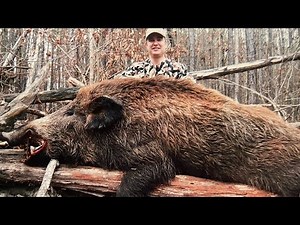 Hunting Arkansas Razorbacks at Rolling R Ranch