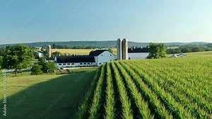 Beautiful establishing aerial shot of Amish farm and barns, country setting in idyllic rural Lancaster County Pennsylvania PA, corn field with donkeys mules looking on