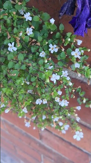 Bacopa Snowflake | Beautiful Trailing White Flowers #bacopa #shorts