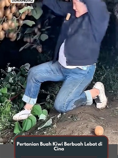 Pertanian Modern: Buah Kiwi Berbuah Lebat di Cina