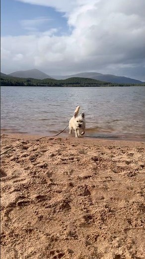 Cairn terrier explores Scottish beachside loch in the forest