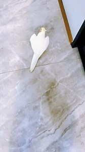 Adorable Opera Singing Moments ☺️🎶🦜💖 #cockatielscraze #birdsinging #singing #cockatielslove #cutepets #singingbird #funnybird #petstars #birdslovers #petbird #adorable #FeatheredFriends #cockatielsofinstagram #CockatielsCraze #cockatieltraining #lovelypets #cockatielsinging #cockatiel #cockatielsoftiktok #kawaii #petbirds #singingcockatiel #pets #cutecockatiel #adorablecockatiels #birdsinging #cockatielscraze #TooCuteToHandle #cute #cutepetstrending #birds #cocktails | Cockatiels Craze