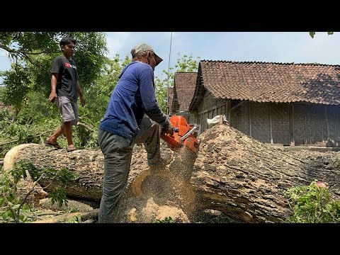 Storm Prep! Felling 2 Hazardous Trees Before Heavy Rain and Wind!