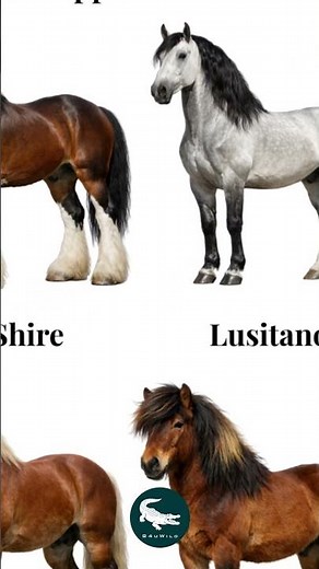 11 horses. 11 legends. Which one owns the crown? 👑🐎 – The Ultimate Horse Breeds Lineup 🔥