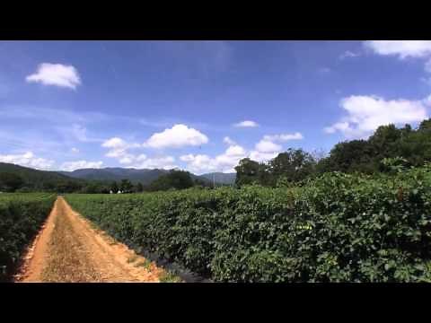 What's Happening In Franklin NC - Video Tour of Franklin North Carolina