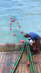 Boat net fishing 🐟 | Bloom