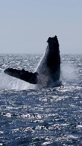 22 humpback whales today! 🐋 Just your average day in the Santa Barbara channel 😉 | Condor Express Whale Watching