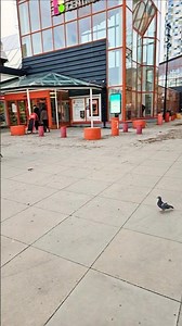 Love Bird Care Guide for Beginners🐦 |Food,Cage Setup & DailyRoutin|Bird CareTips 2026#youtubeshorts