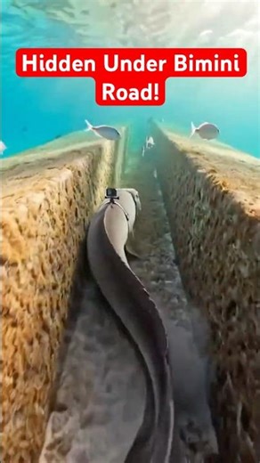 Moray Eel POV in Bimini Road Finds a Hidden Underwater Passage #shorts #pov