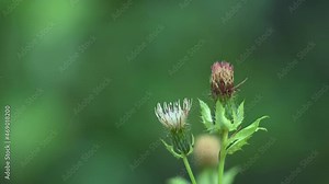 The rare butterfly the hummingbird hawk-moth (Macroglossum stellatarum) captured on video while feeding on the nectar of flowers.
