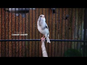 This Sound Will Make Your Canary the LOUDEST in the Neighborhood❗❗