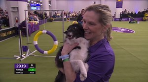 Nimble the all-American dog wins 12" class at Master Agility Championship | Westminster