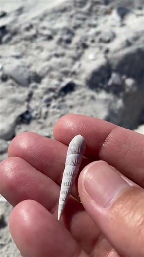 Cute Seashell Find #shorts