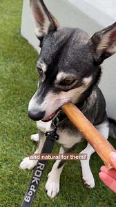 4.1K views · 16 reactions | Calling all Work-From-Home Dog Parents. Keep your dog busy so you can work – Bully Bunches offers Sticks made with Beef Sourced from Free Range, Grass-Fed Cattle. They’re tougher than rawhide and last for HOURS, so you can focus on work with less distractions. Shop Now and Keep Your Dog Busy ⠀⁣ ⠀⁣ https://try.bullybunches.ca/bullysticks/ | Bully Bunches | Facebook